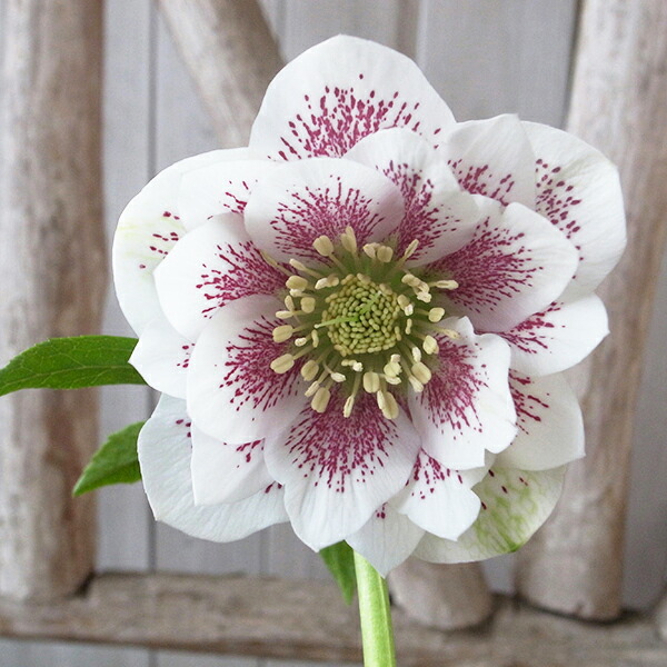 楽天市場】クリスマスローズ ダブル 開花株 ホワイトスポット 5号 現品