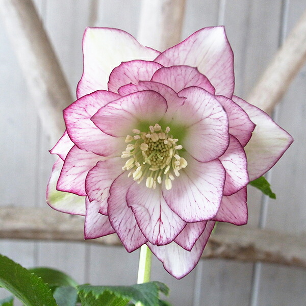 楽天市場】クリスマスローズ ダブル 開花株 グレープベインピコティ 5