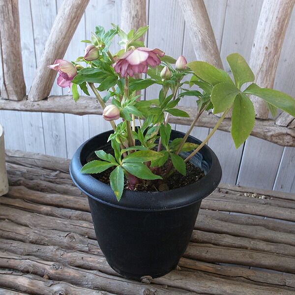 楽天市場】クリスマスローズ ダブル 開花株 ピンクグラデーション