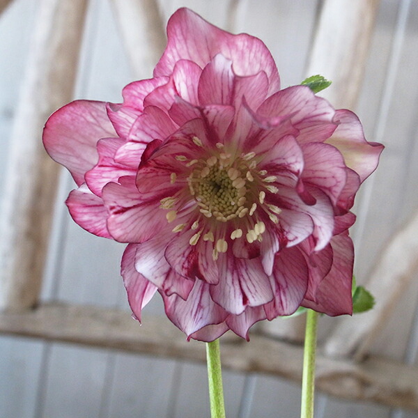 楽天市場】クリスマスローズ ダブル 開花株 レッドベインリバース 4号