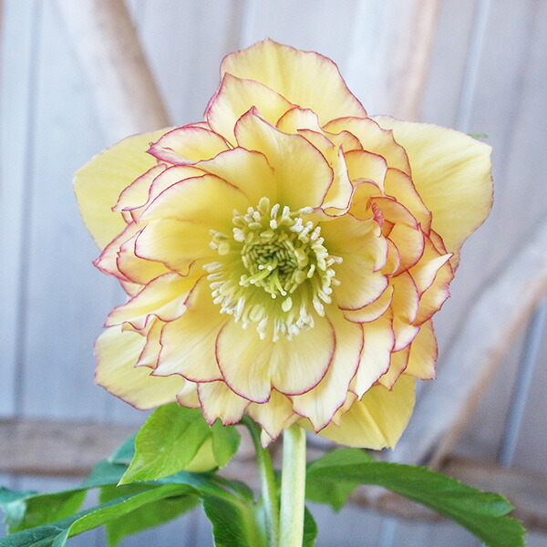 楽天市場】クリスマスローズ ダブル 開花株 多弁イエローピコティ 5号