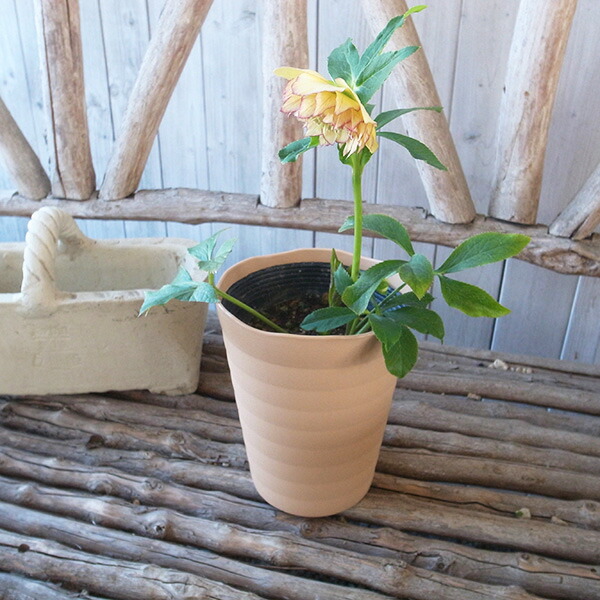 楽天市場】クリスマスローズ ダブル 開花株 多弁イエローピコティ 5号