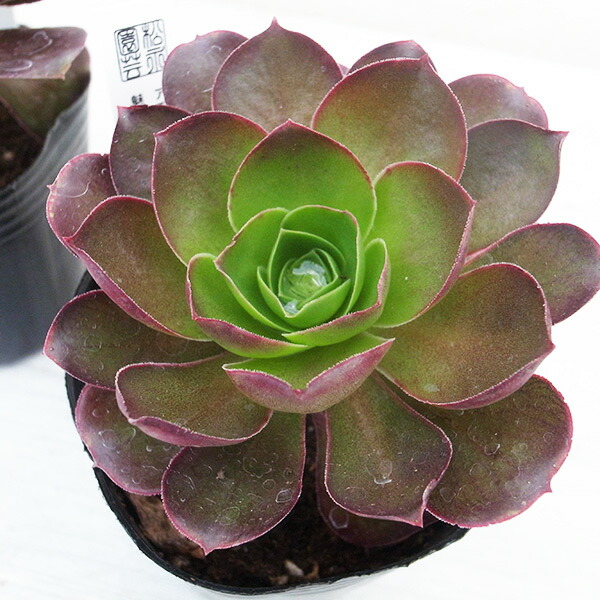 楽天市場】レア品種 アエオニウム メキンローズ錦 3号サイズ POT苗