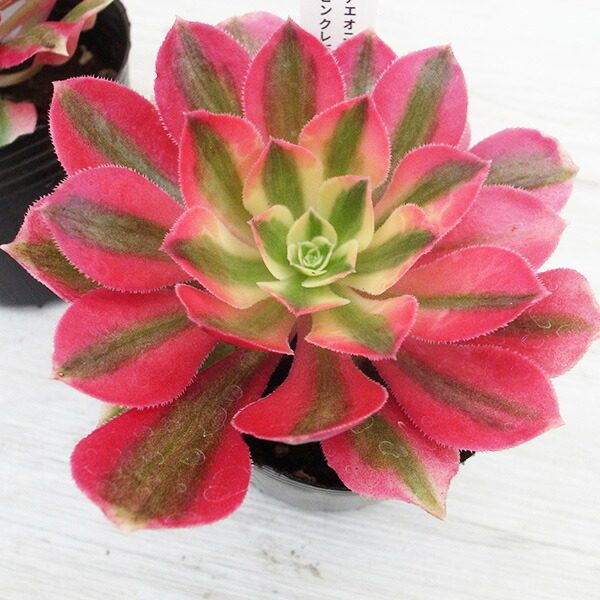 楽天市場】レア品種 アエオニウム ピンクレディ錦 3号サイズ POT苗