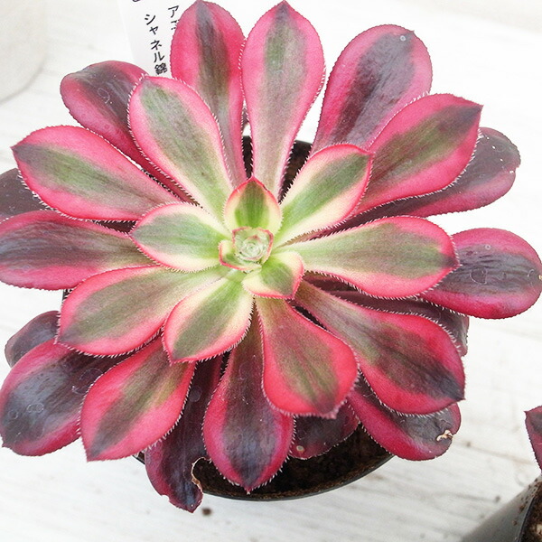楽天市場】レア品種 アエオニウム シャネル錦 3号サイズ POT苗 珍しい