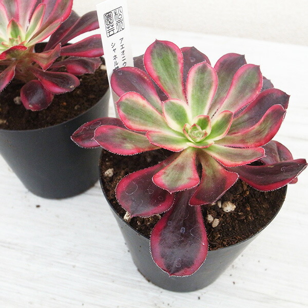 楽天市場】レア品種 アエオニウム シャネル錦 3号サイズ POT苗 珍しい