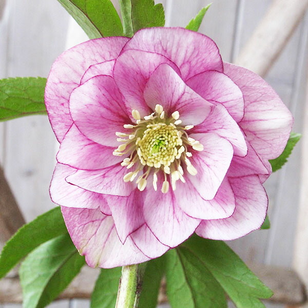 楽天市場】クリスマスローズ ダブル 開花株 ピンクベイン