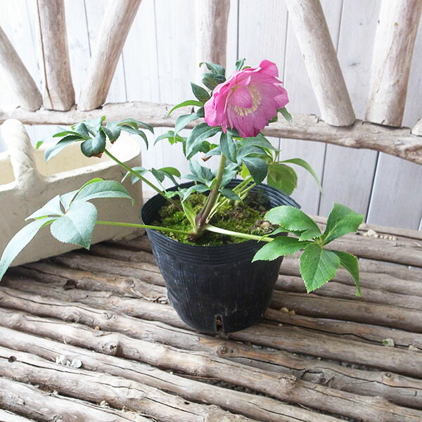 楽天市場】クリスマスローズ ダブル 開花株 ピンクグラデーション 5号