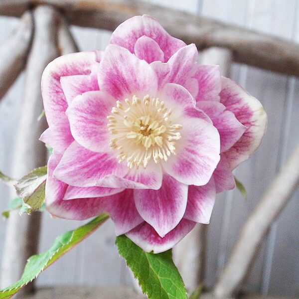 楽天市場】クリスマスローズ ダブル 開花株 ソレイユ系ピンクグラデ 5