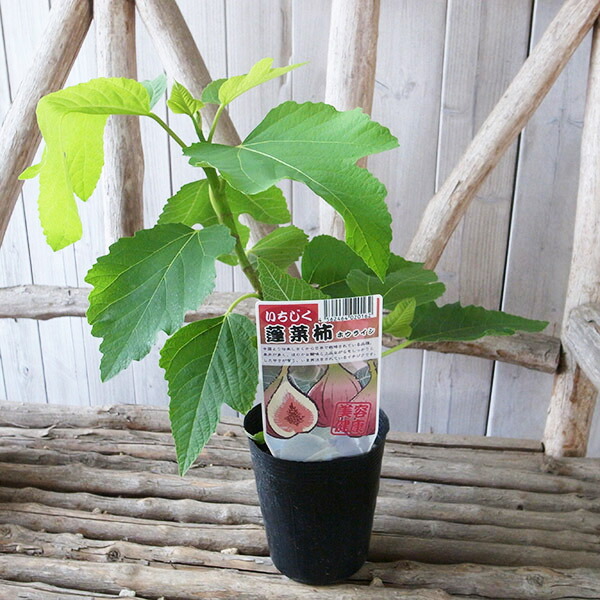 楽天市場】いちじく蓬莱柿(ホウライシ) 3.5号サイズ 苗 : 母の日 花