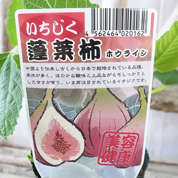 楽天市場】いちじく蓬莱柿(ホウライシ) 3.5号サイズ 苗 : 母の日 花