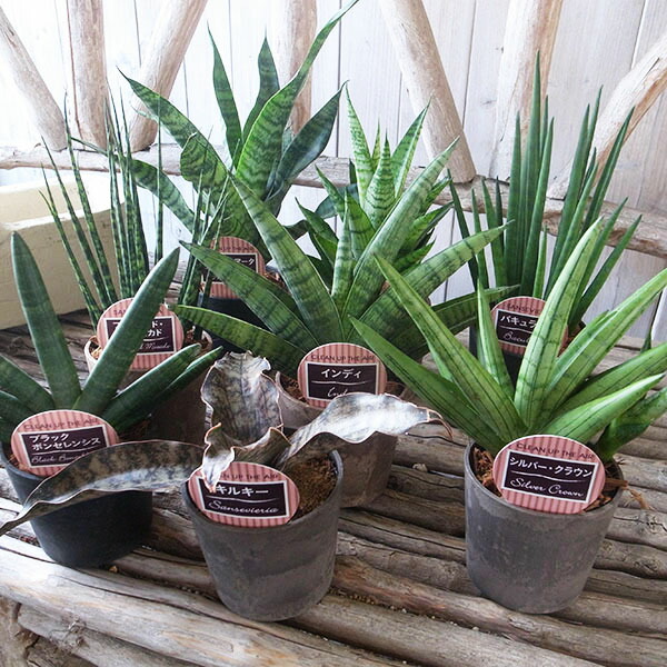 楽天市場】レア サンセベリア バイオマス鉢 3.5号 3鉢セット 送料無料