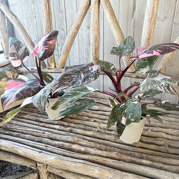 楽天市場】フィロデンドロン ピンクプリンセスマーブル 4号サイズ