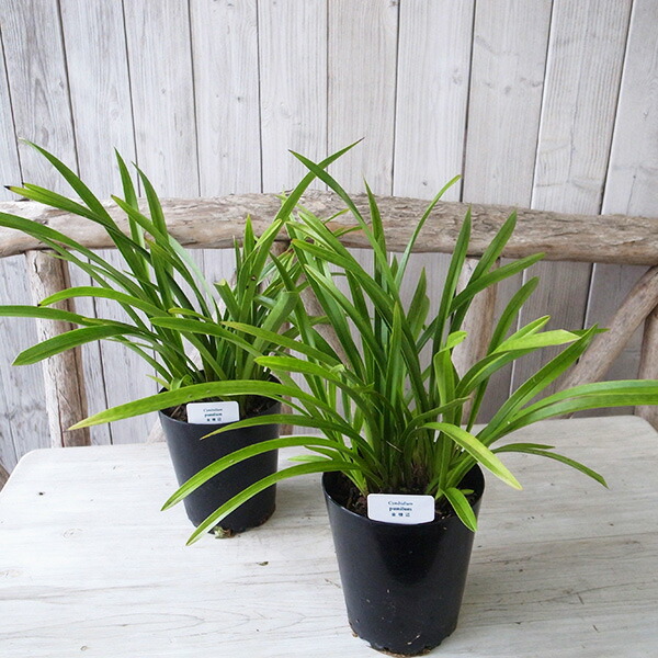 楽天市場】ニホンミツバチ誘引蘭 金稜辺 キンリョウヘン 4号 春開花