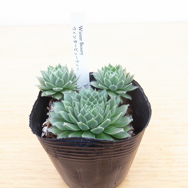 楽天市場】センペルビウム ウィンタービューティー 2.5号サイズ 苗