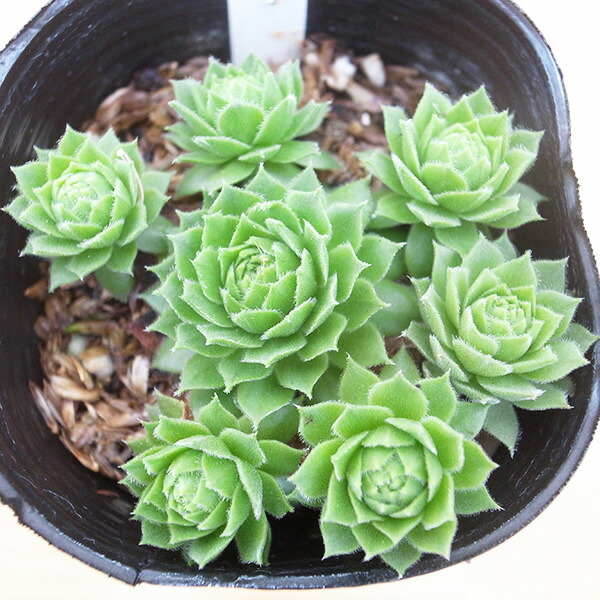 楽天市場】センペルビウム グリーンウィール 2.5号サイズ 苗 高山性