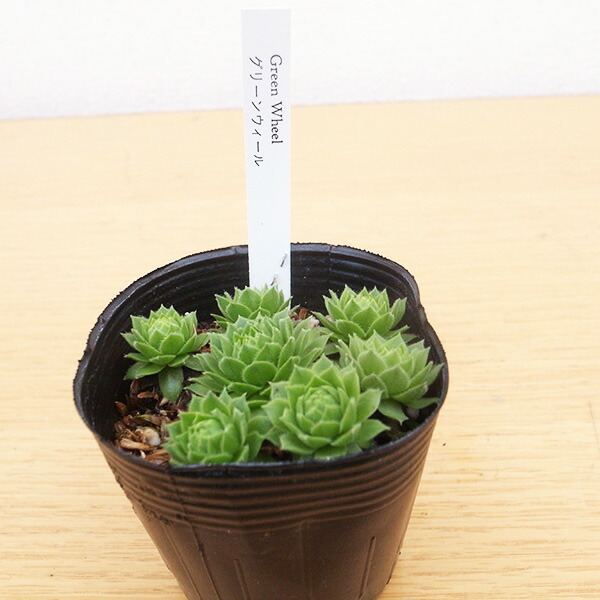 楽天市場】センペルビウム グリーンウィール 2.5号サイズ 苗 高山性