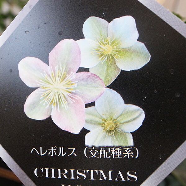 クリスマスローズ 種」の人気商品一覧 | 安い商品を通販サイトから探す