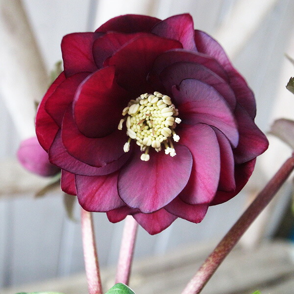 楽天市場】クリスマスローズ ダブル 開花株 グロスレッド 5号 現品