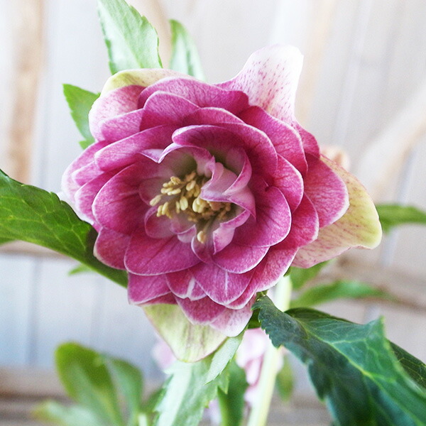 楽天市場】クリスマスローズ ダブル 開花株 多弁ピンクぼかし