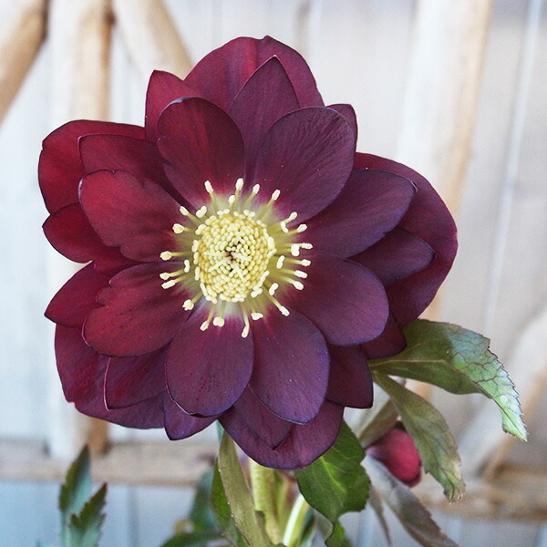 楽天市場】クリスマスローズ ダブル 開花株 ダークパープル良花 5号