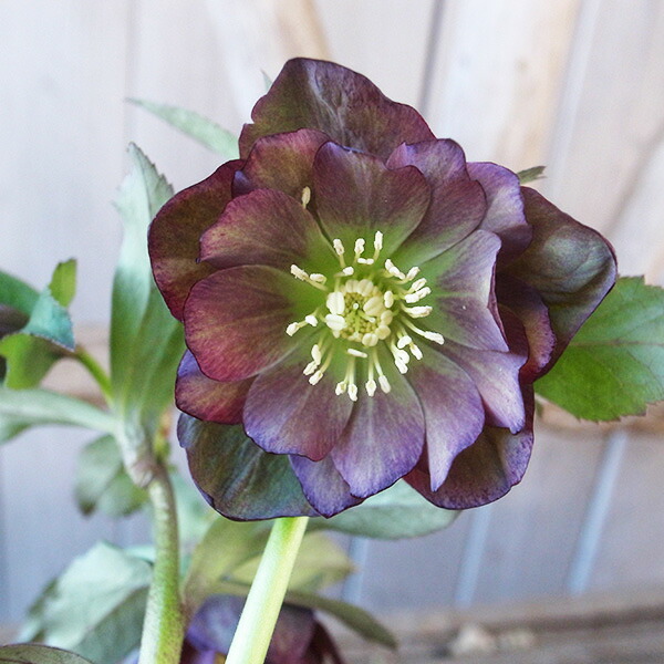 楽天市場】クリスマスローズ ダブル 開花株 抹茶あずきバイカラー 5号