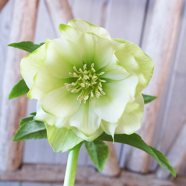 楽天市場】クリスマスローズ ダブル 開花株 グリーンリップ 5号 現品