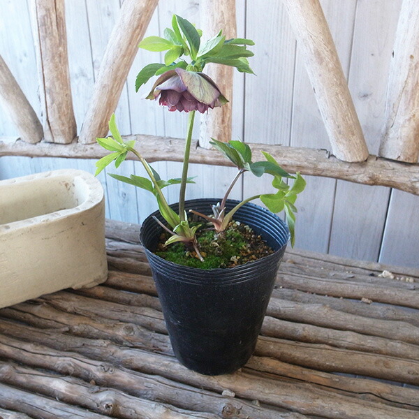 楽天市場】クリスマスローズ ダブル 開花株 あずき抹茶バイカラー 4.5