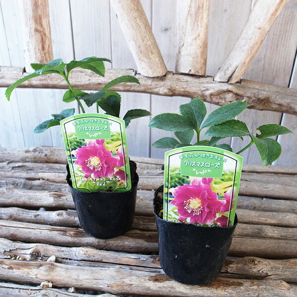 楽天市場】クリスマスローズ レッド ダブル苗 : 母の日 花
