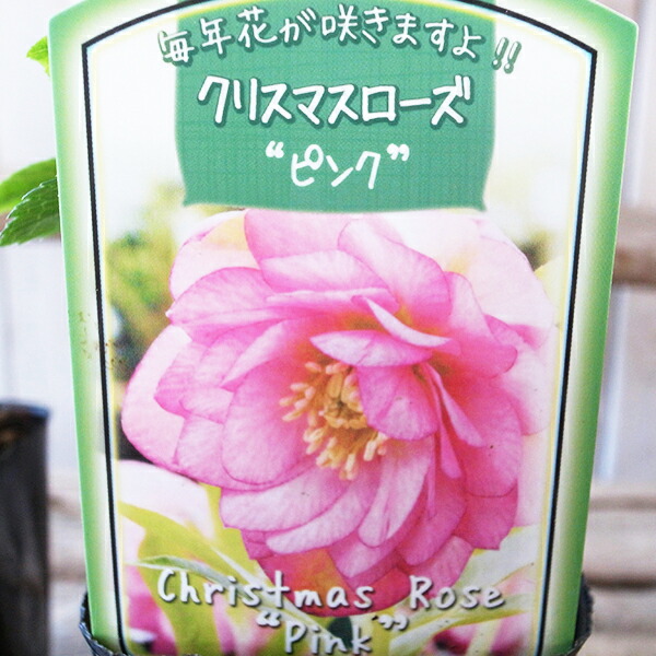 楽天市場】クリスマスローズ ピンク ダブル苗 : 母の日 花