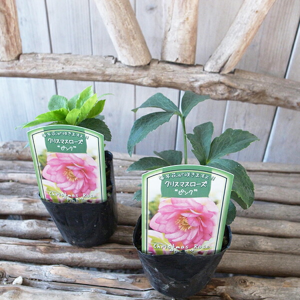 楽天市場】クリスマスローズ ピンク ダブル苗 : 母の日 花