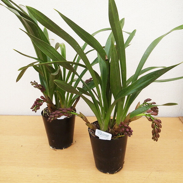 楽天市場】ニホンミツバチ誘引蘭 CYM ドロシーSフォアゴットン