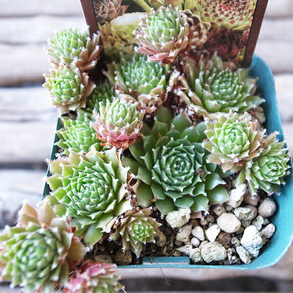 楽天市場】センペルビウム 大紅巻絹 3号サイズ 苗 高山性多肉植物 : 母