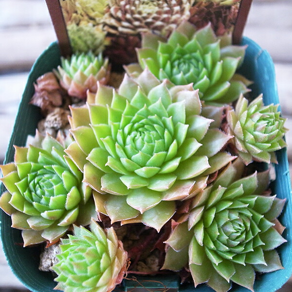 楽天市場】センペルビウム タルク 3号サイズ 苗 高山性多肉植物 : 母の