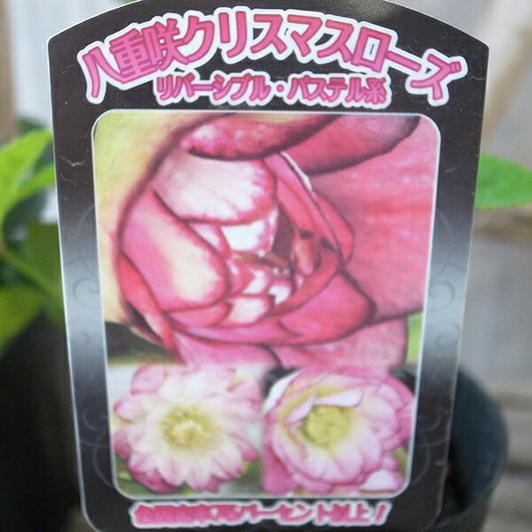 楽天市場】クリスマスローズ リバーシブル・パステル系 3.5号サイズ 苗