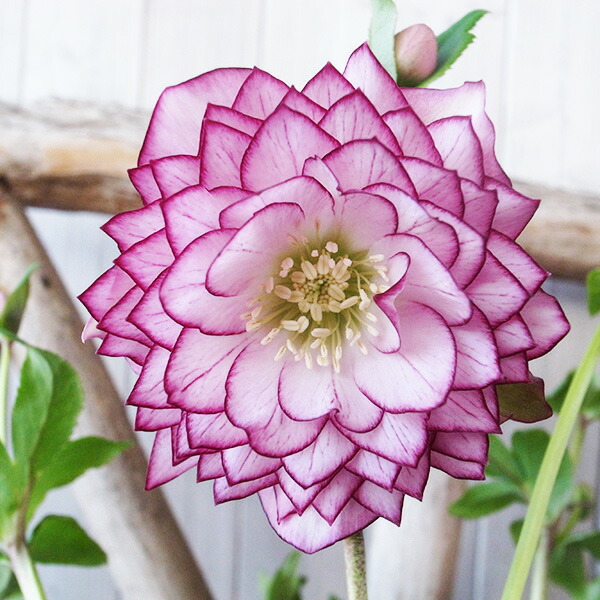 楽天市場】クリスマスローズ ダブル 開花株 超多弁ピンクピコティ 6号