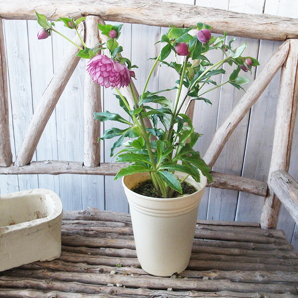 楽天市場】クリスマスローズ ダブル 開花株 超多弁ピンクピコティ 6号