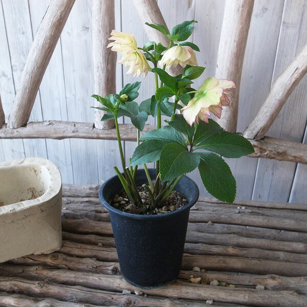 クリスマスローズ クリーム色ピコティ 6寸 クリスマスローズ 大苗