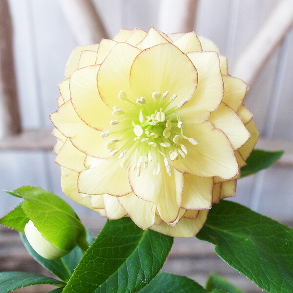 楽天市場】クリスマスローズ ダブル 開花株 イエローピコティ 4.5号