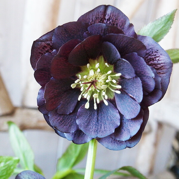 楽天市場】クリスマスローズ ダブル 開花株 スモーキーチョコブロッチ