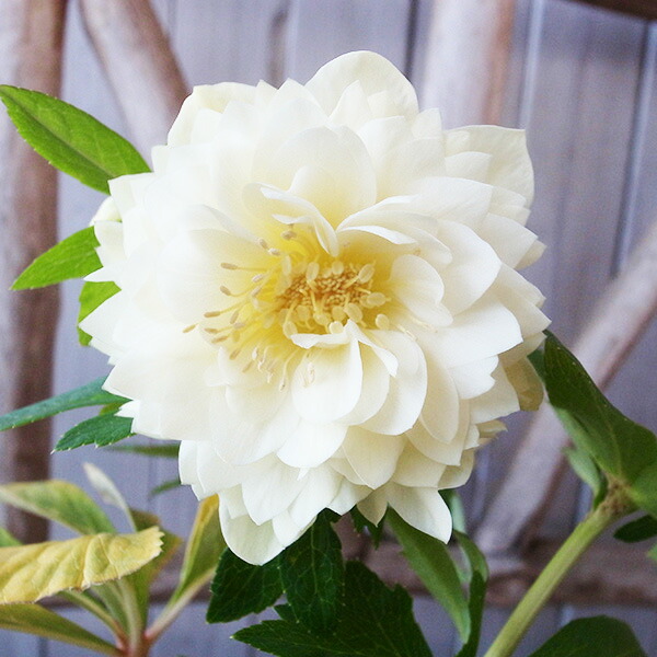 楽天市場】クリスマスローズ ダブル 開花株 多弁ホワイトゴールド 5号