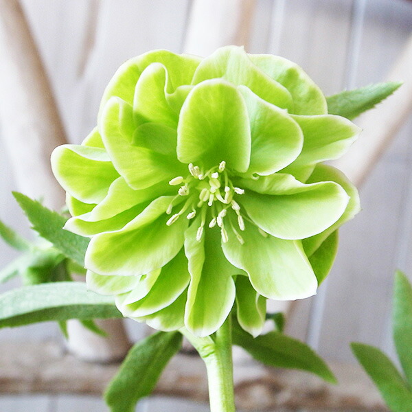 楽天市場】クリスマスローズ ダブル 開花株 白ピコグリーン 5号 現品