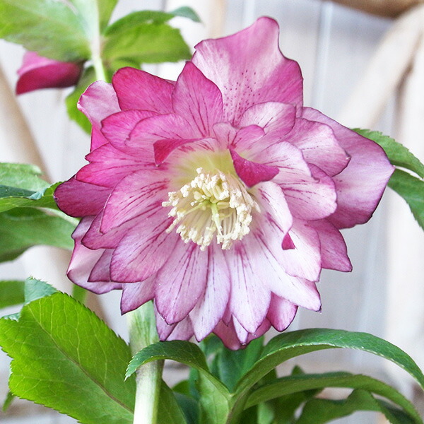 楽天市場】クリスマスローズ ダブル 開花株 艶レッドリバース 5号 現品