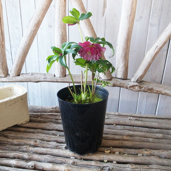 楽天市場】クリスマスローズ ダブル 開花株 艶レッドリバース 5号 現品