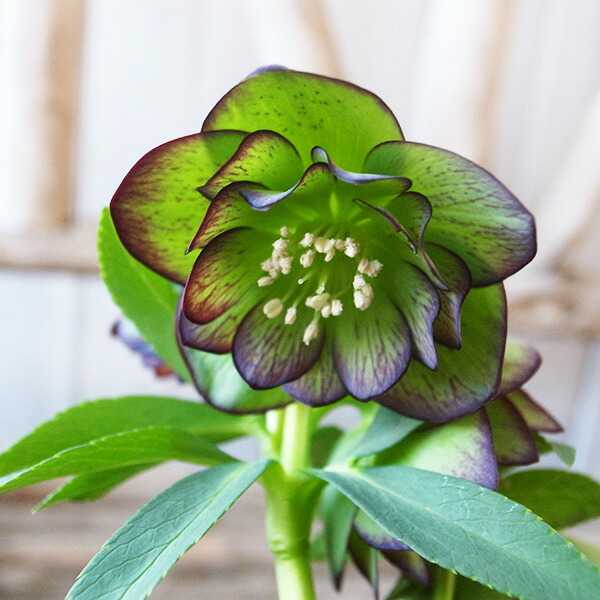 楽天市場】クリスマスローズ ダブル 開花株 小輪グリーンピコ 4.5号