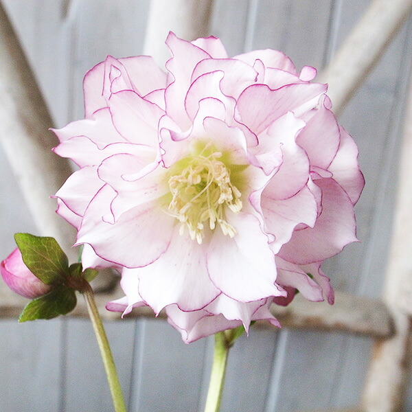 楽天市場】クリスマスローズ ダブル 開花株 フリルピンクピコティ 4.5