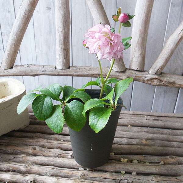 楽天市場】クリスマスローズ ダブル 開花株 フリルピンクピコティ 4.5