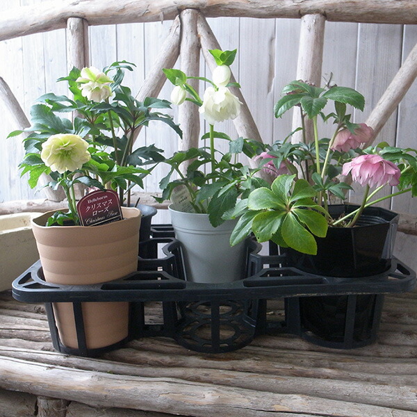 楽天市場】クリスマスローズ ダブル 開花株 ソレイユ系ピンクグラデ 5