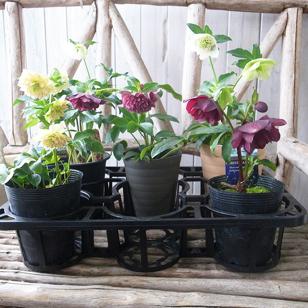 楽天市場】ランタナ苗 3株セット 花芽付 3号サイズ ガーデニング 花苗