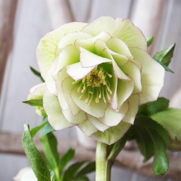 楽天市場】クリスマスローズ ダブル 開花株 ピンクグラデーション